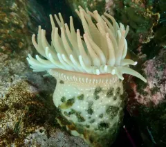 Cribrinopsis fernaldi thumbnail 3