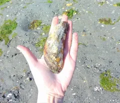 Straight Horse Mussel thumbnail 3