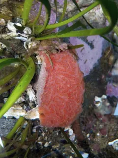 Sea Pork thumbnail 4