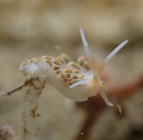Yellow-head Aeolid