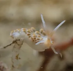 Yellow-head Aeolid thumbnail 1