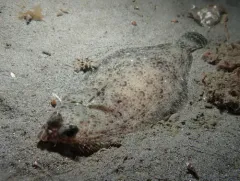 Pacific Dover Sole thumbnail 3