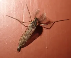 Chaoborus trivittatus thumbnail 2