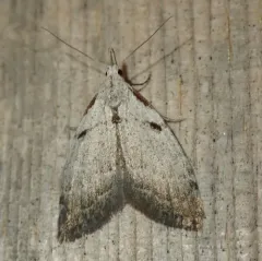 Ceanothus Nola Moth thumbnail 3