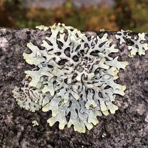 Netted shield lichen