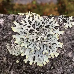 Netted shield lichen thumbnail 1