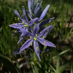 great camas thumbnail 4