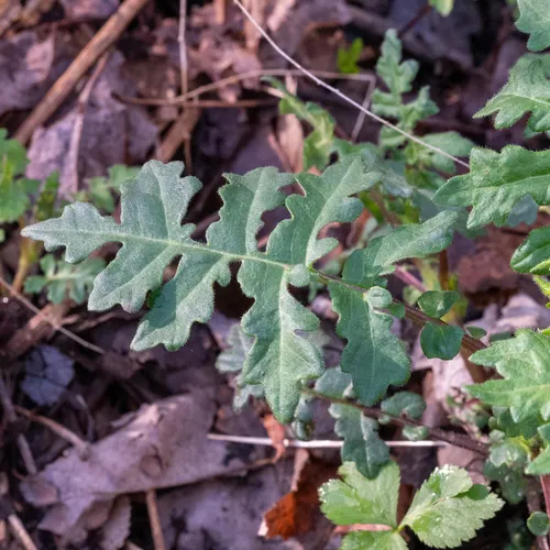 leafcup