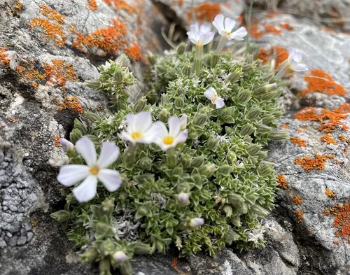 Whitemargin Phlox