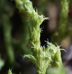 Racomitrium varium thumbnail 2