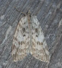 Hydriomena manzanita thumbnail 4