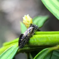 Chinquapin Leafminer Moth thumbnail 2