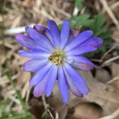 Greek Anemone thumbnail 3