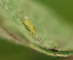 Apple Sucker thumbnail 3