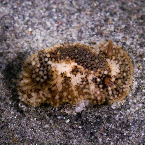 barnacle-eating dorid