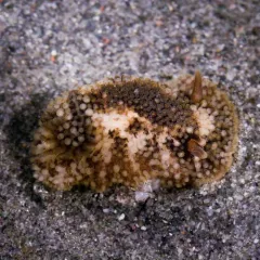 barnacle-eating dorid thumbnail 1