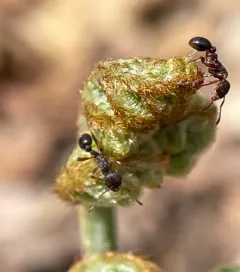 Punctured Ant thumbnail 2