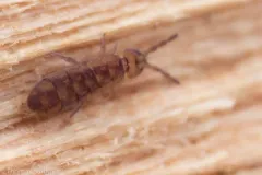 Desoria hoodensis thumbnail 3