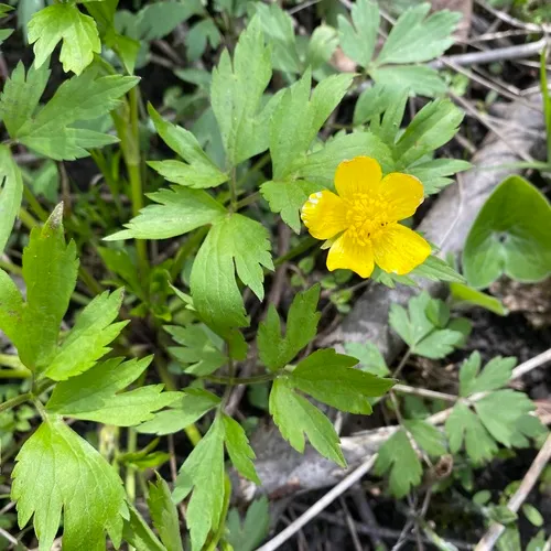 Swamp Buttercup