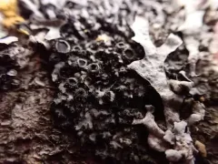 Phaeophyscia hirtella thumbnail 2