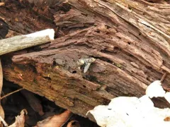 Gonia sagax thumbnail 2