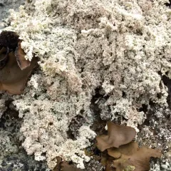 Snow Lichen thumbnail 2