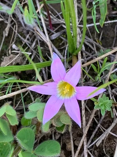 Rosy sandcrocus