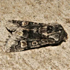 Thaxter’s Sallow thumbnail 3