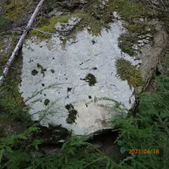 Brown Beret Lichen thumbnail 2