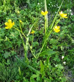 Plantainleaf Buttercup thumbnail 4