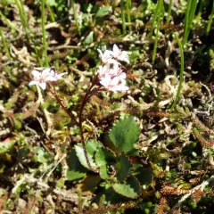 Rustyhair Saxifrage thumbnail 3