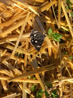 Litocala Moth thumbnail 3