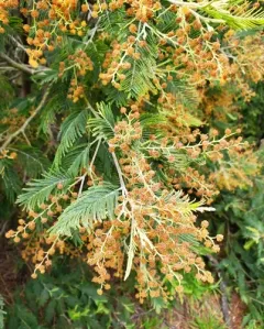 Silver wattle thumbnail 4