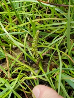 Three-ribbed Arrowgrass thumbnail 2