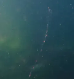 Common Siphonophore thumbnail 3