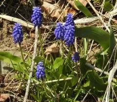 Garden Grape-hyacinth thumbnail 2