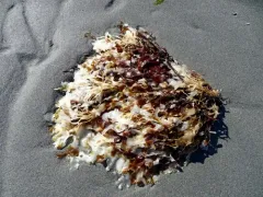 Mazzaella japonica thumbnail 1