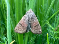 Indiscrete Cissusa Moth thumbnail 1