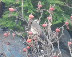 Dusky Thrush thumbnail 3
