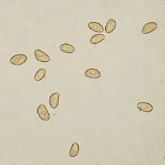 Inocybe praecox thumbnail 4