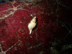 Scabrotrophon maltzani thumbnail 4