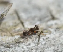 Sphyracephala subbifasciata thumbnail 4
