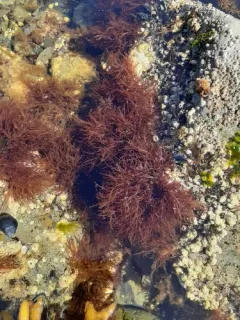 Farlowia mollis thumbnail 3