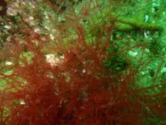 Bonnemaisonia nootkana thumbnail 3