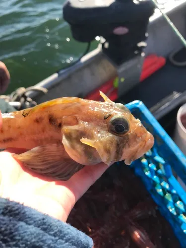 Threadfin Sculpin
