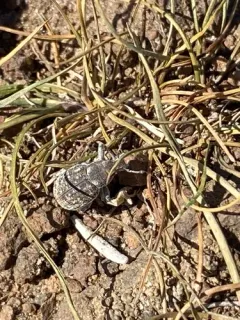 Ophryastes cinerascens thumbnail 4