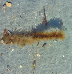 seagrass laver thumbnail 3
