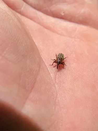 Hunting Billbug