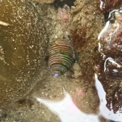 Blue-Ringed Top Snail thumbnail 1
