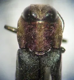 Hawthorn Root Borer thumbnail 4